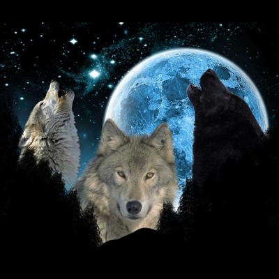 سویشرت هودی Wolves Twilight Blue Moon