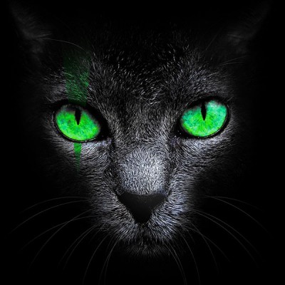 تیشرت دخترانه Black Cat