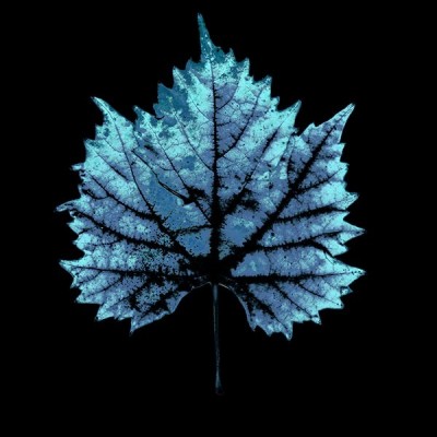 تیشرت Indigo Blue Vine Leaf