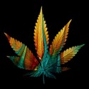 تیشرت Weed Leaf